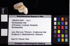 Foto (Objket + Etiketten) von Munidopsidae indet. 